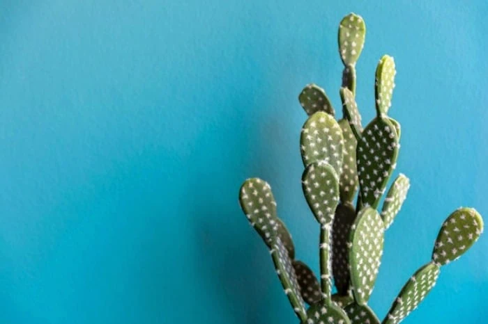 گل دادن کاکتوس گوش خرگوشی