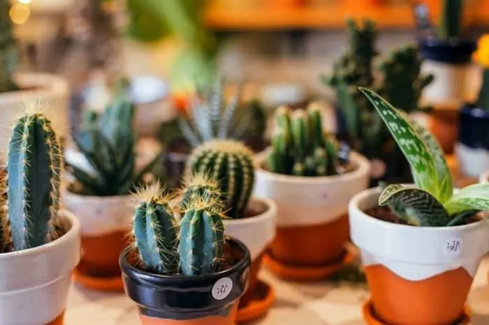 مراقبت از کاکتوس گلدان کاکتوس