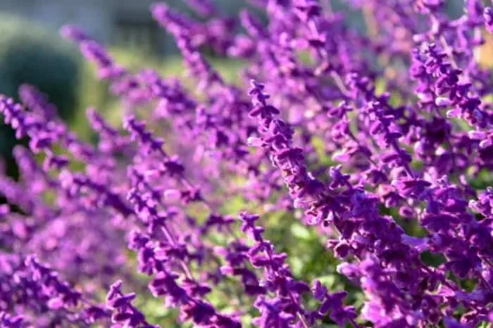 بخور برای سرما خوردگی درمان آنفلانزای بارداری