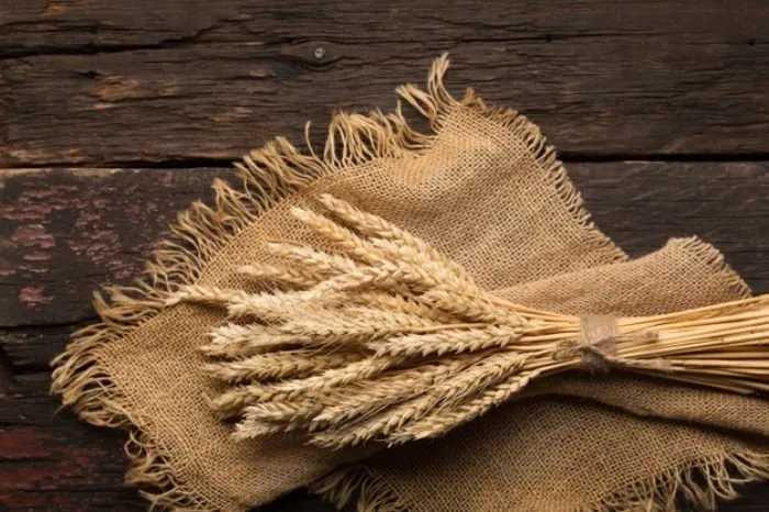 مصرف گندم برای لاغری شکم گندم