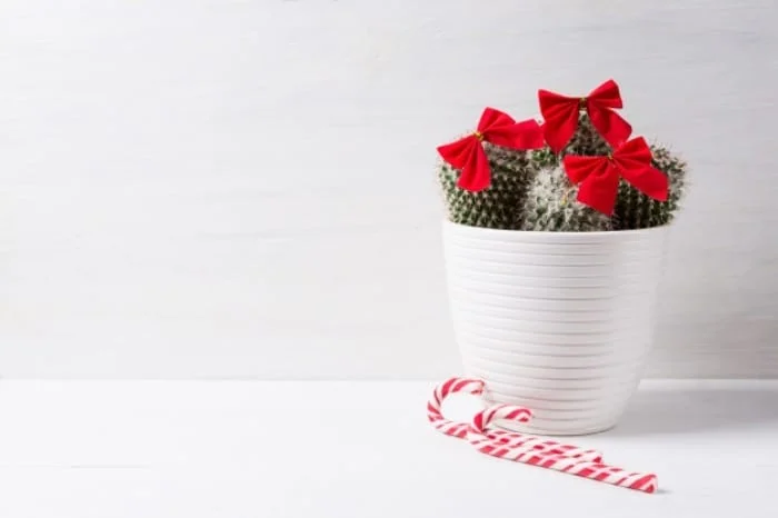 علت خراب شدن کاکتوس آبیاری زیاد کاکتوس