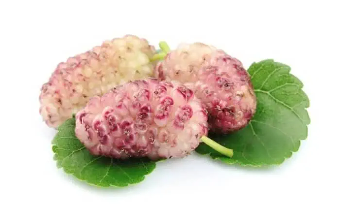 درمان کم خونی از فواید مصرف توت سفید کالری توت سفید