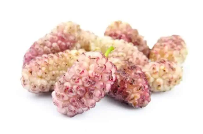 توت سفید برای تقویت کلیه ها خاصیت توت سفید