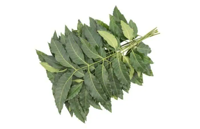 برگ چریش برای ریزش مو درمان ریزش مو با چریش