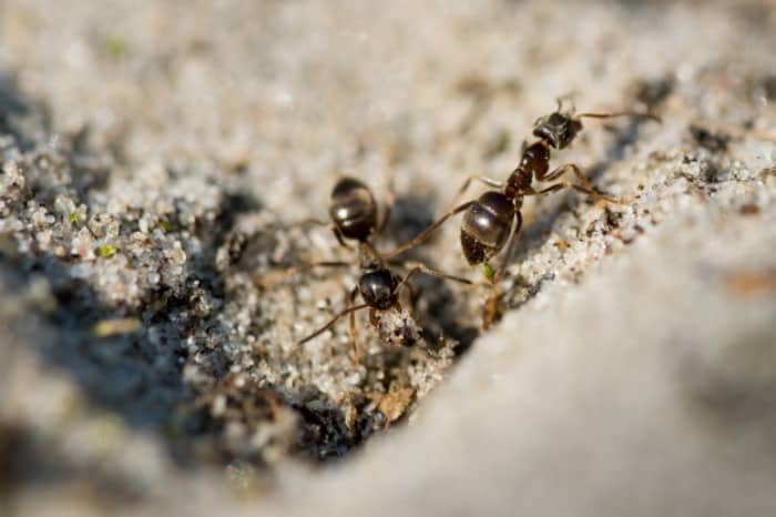 طِلا کردن مورچه ها