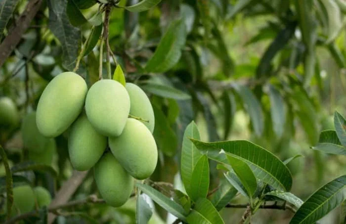 چغاله بادام خواص بی نظیر چغاله بادام