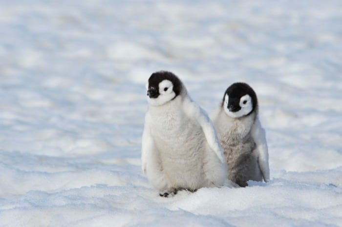صدای پنگوئن ها