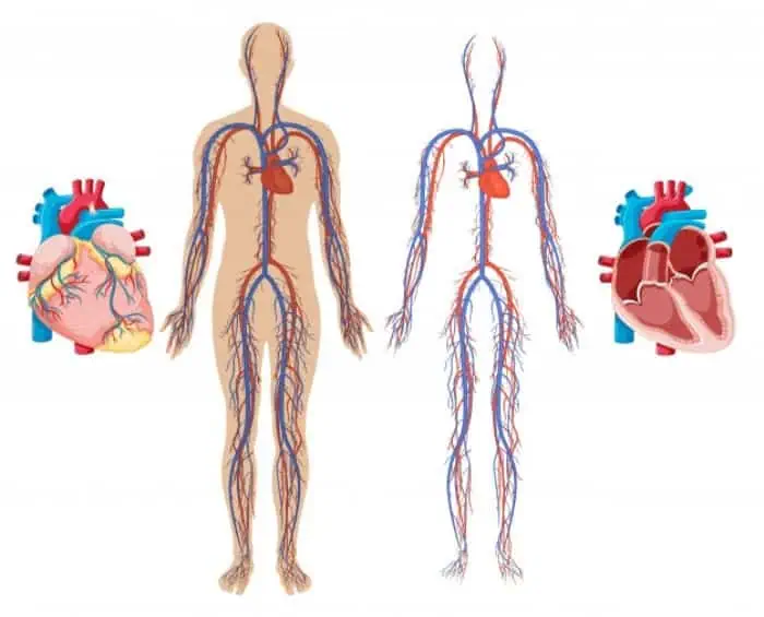 رشد موهای ریخته شده روغن سیاه دانه برای ریزش مو