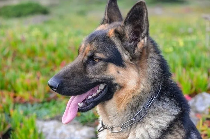 سگ ژرمن شپرد سگ پلیس
