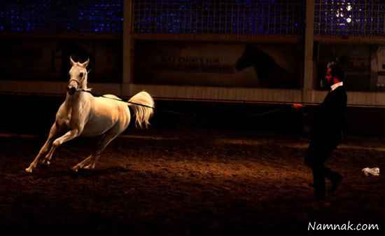 جشنواره اسب های عرب