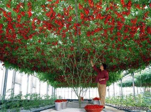 درخت گوجه فرنگی بی نظیر در کشور ایتالیا