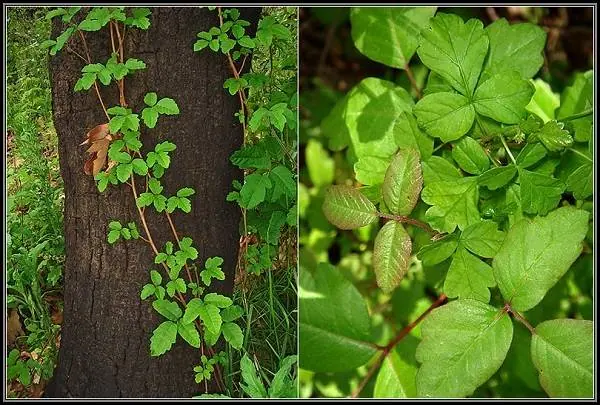 علت بیماری کف دست قرمز بلوط سمی