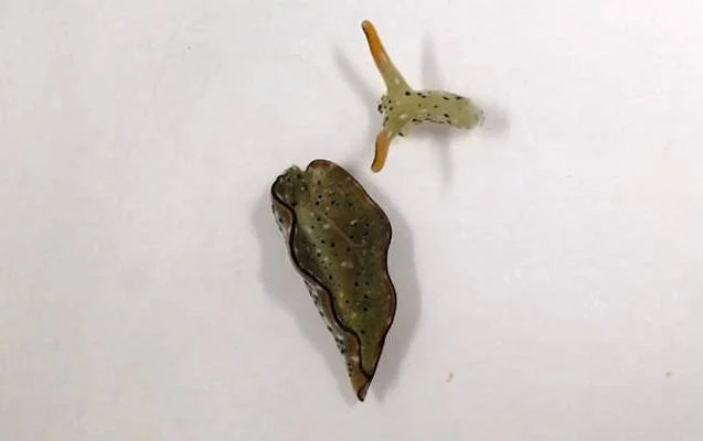 حلزونی که سر خودش رو قطع میکنه حلزون عجیب