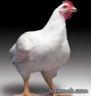 فعلا مرغ زنده نخرید، “آنفلوانزای مرغی” در راه است؟!