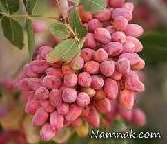 خواص پسته خواص پسته ، انواع پسته ، پسته