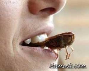 غذای حشرات ، غذا با حشرات