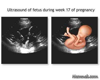 هفته هفدهم بارداری ، هفته 17 بارداری ، جنین