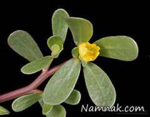 خواص خرفه در طب سنتی ، خواص خرفه