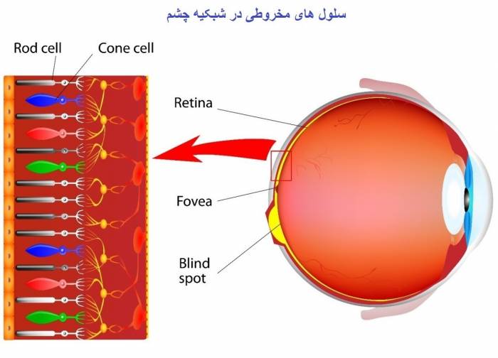 سلولهای مخروطی در شبکیه چشم