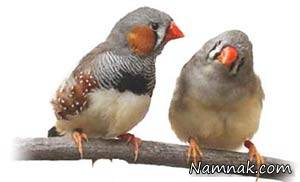 فنچ ها ، بری بری