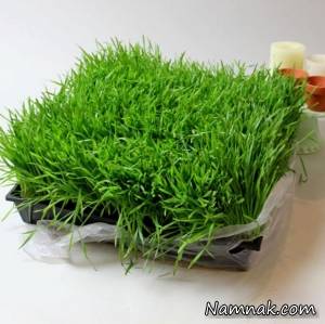 سبزه عید ، کاشتن سبزه