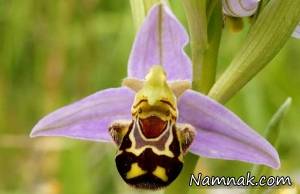 گل حیوان ، گل های عجیب