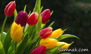 گل ، تازه نگه داشتن
