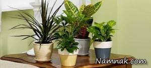 گیاهان آپارتمانی ، نگهداری