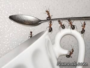 مورچه ، مزاحمت مورچه ها