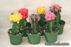 کاکتوس ، نگهداری از کاکتوس