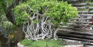 بن سای ، بن سای باغچه ای