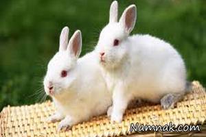 گوشت خرگوش ، خوردن گوشت خرگوش