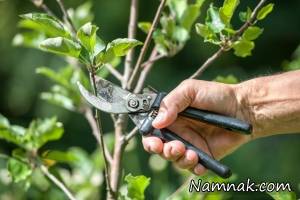 هرس گیاهان آپارتمانی ، هدف از هرس گیاهان