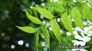 فواید چریش ، فواید روغن چریش