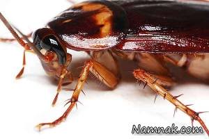زندگی زنی با سوسک ، نگهداری از سوسک