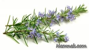 گیاه رزماری ، خواص دارویی گیاه رزماری