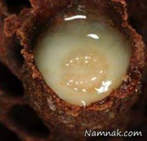 ژله رویال ، اثرات ژله رویال