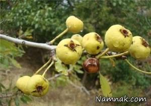 گلابی وحشی ، گلابی جنگلی