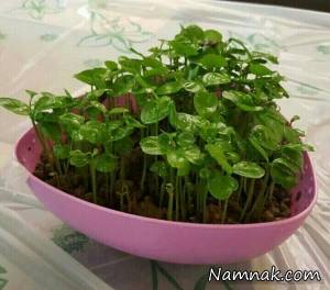 سبزه عید ، کاشتن سبزه عید بجای هسته پرتقال