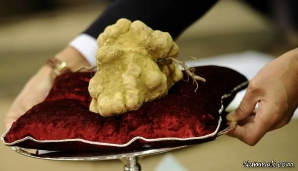 غذاهای گران قیمت گرانترین غذاهای جهان