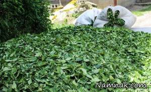چای ، چای فله ای