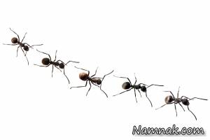 مورچه ها