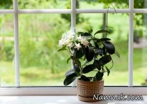 گل های خانگی ، گل های طبیعی خانگی