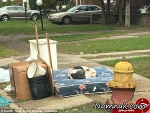 سگ ، سگی کنار خیابان
