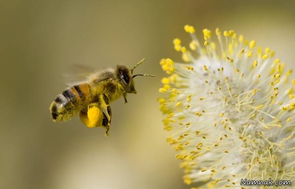 گرده زنبور عسل