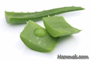 آلوئه ورا ، گیاه آلوئه ورا