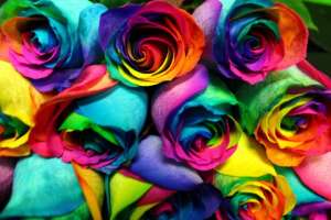 دانستنی های جالب و مفید درباره رنگ گل رز + تصاویر 