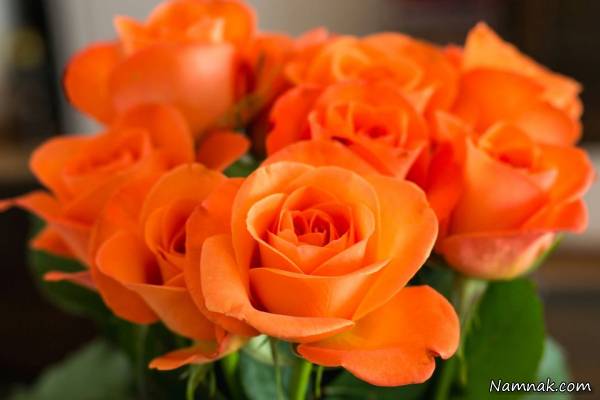 دانستنی های جالب و مفید درباره رنگ گل رز + تصاویر 