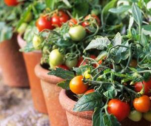 پرورش گوجه فرنگی در خانه ، کاشت گوجه فرنگی