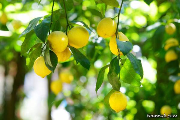 مزایای لیمو ترش
